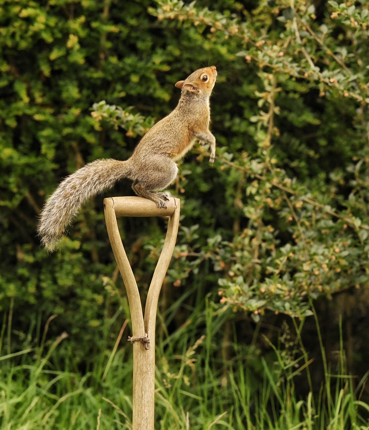 Squirrel on fork