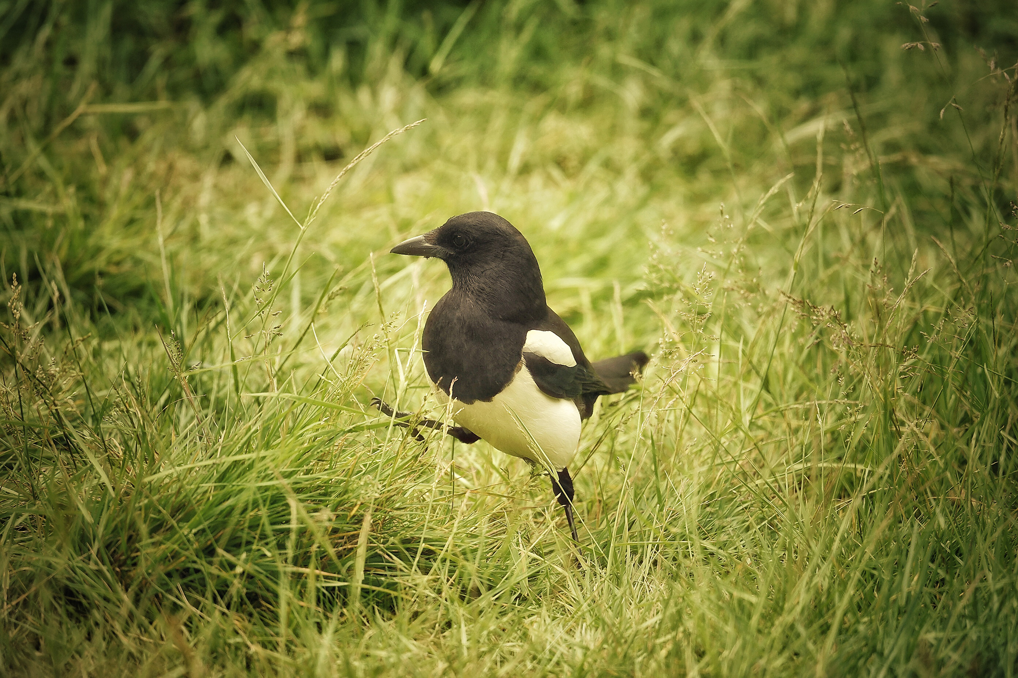 Magpie