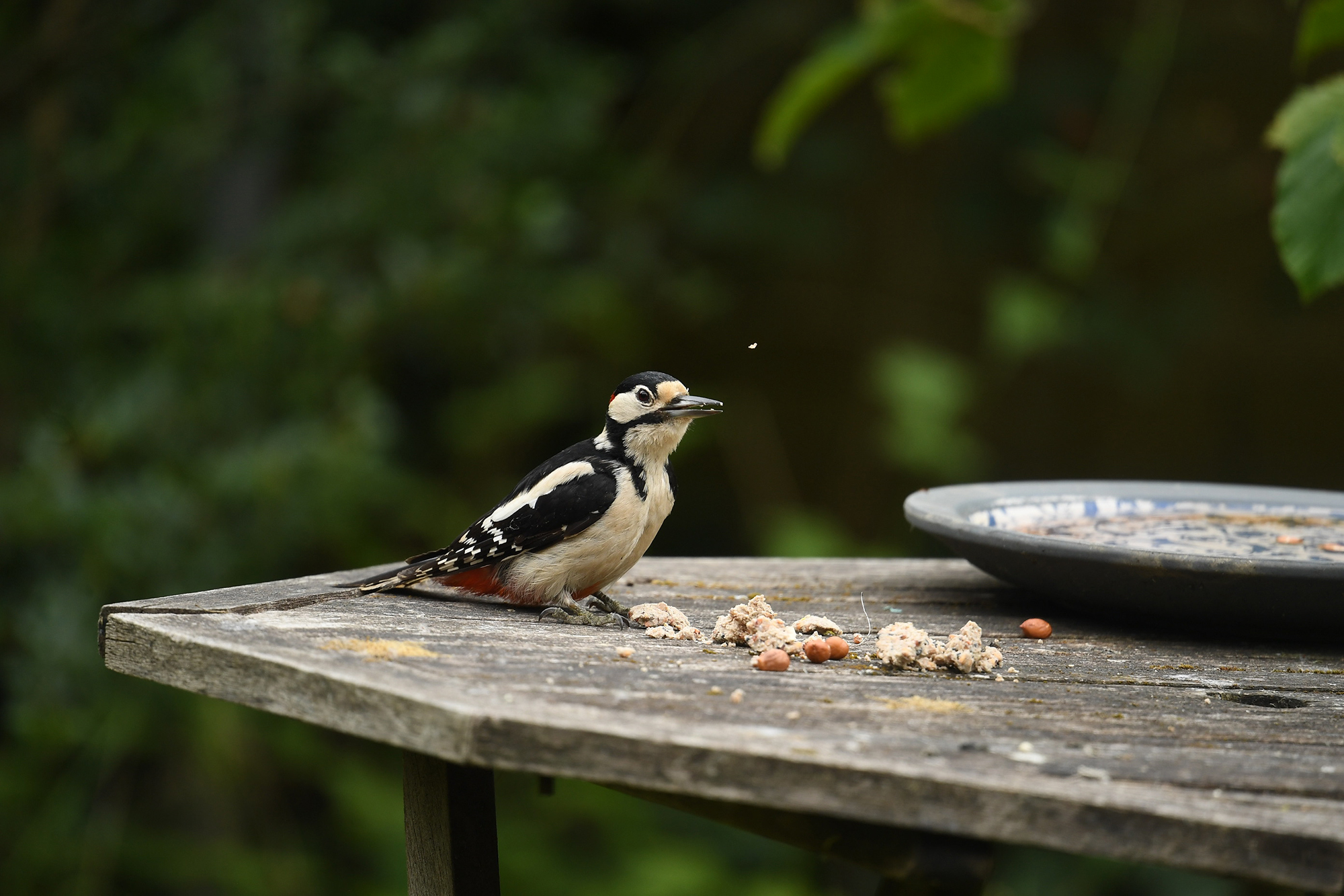 Woodpecker